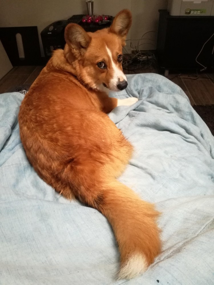 Некупированный корги