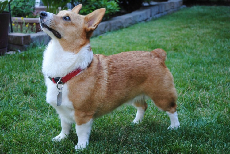Вельш корги пемброк с купированным хвостом
