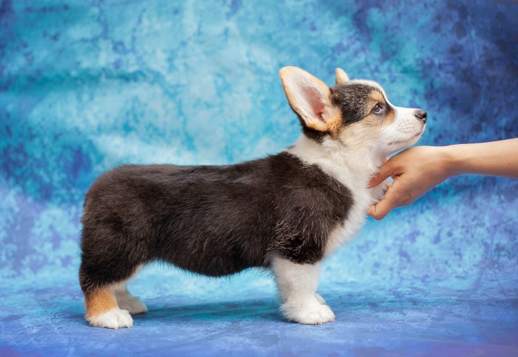 Вельш корги пемброк