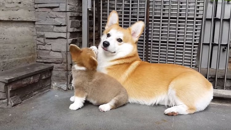 Корги в ожидании