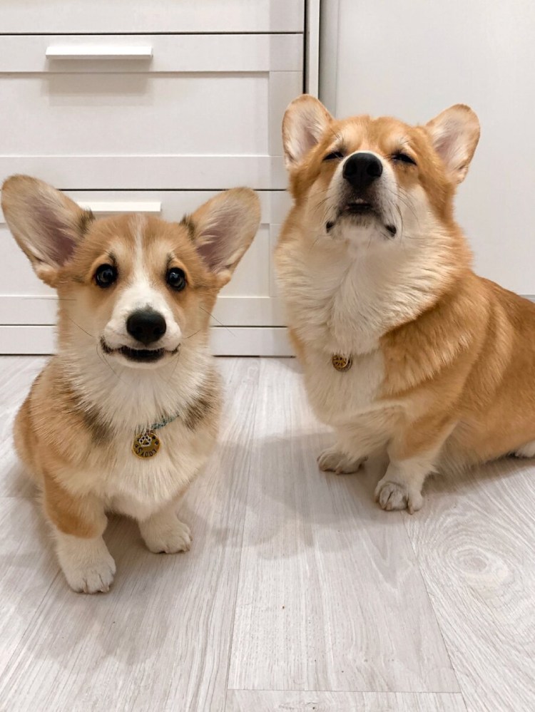 Вельш корги пемброк бобтейл