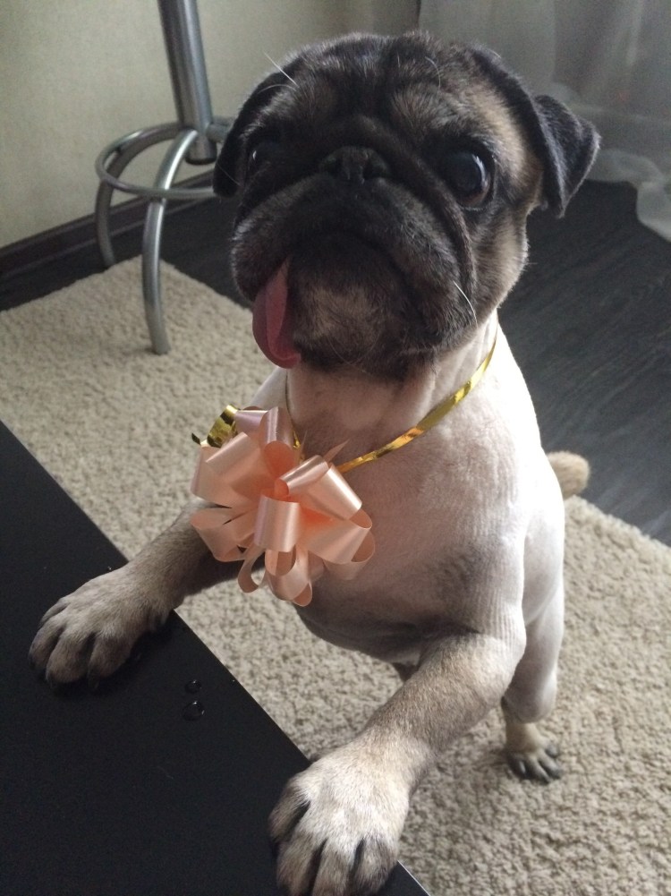 Палевый Мопс