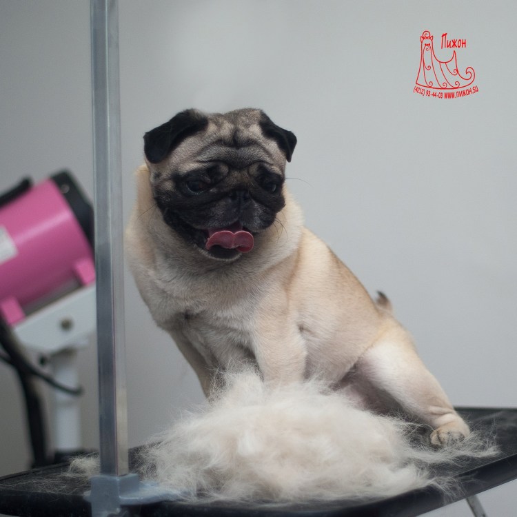 Стриженный Мопс