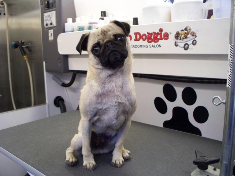 Порода похожая на МОПСА но не Мопс