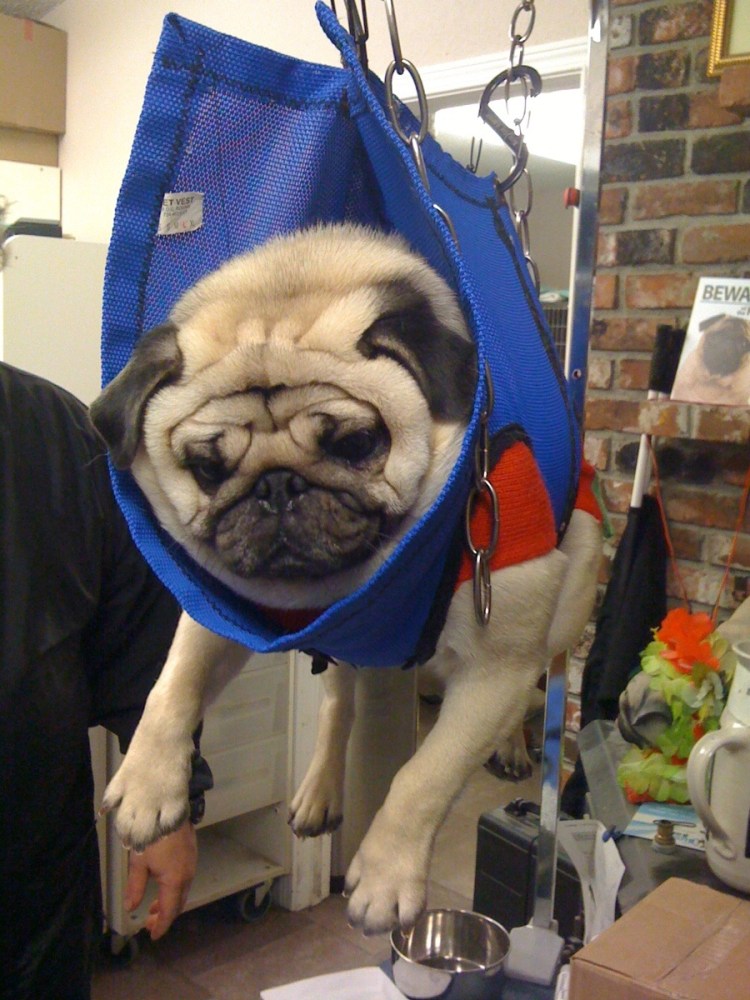 Мопс играет в шахматы