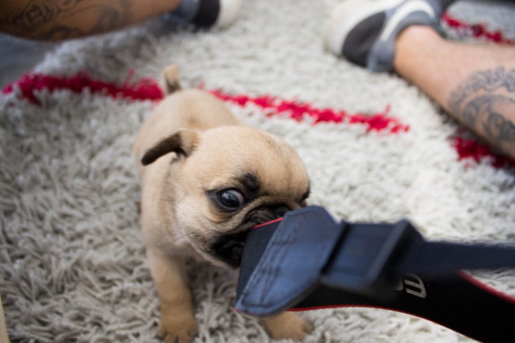 Грумминг МОПСА