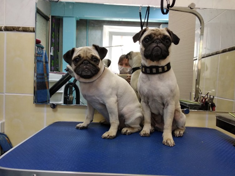 Мопс подстриженный налысо