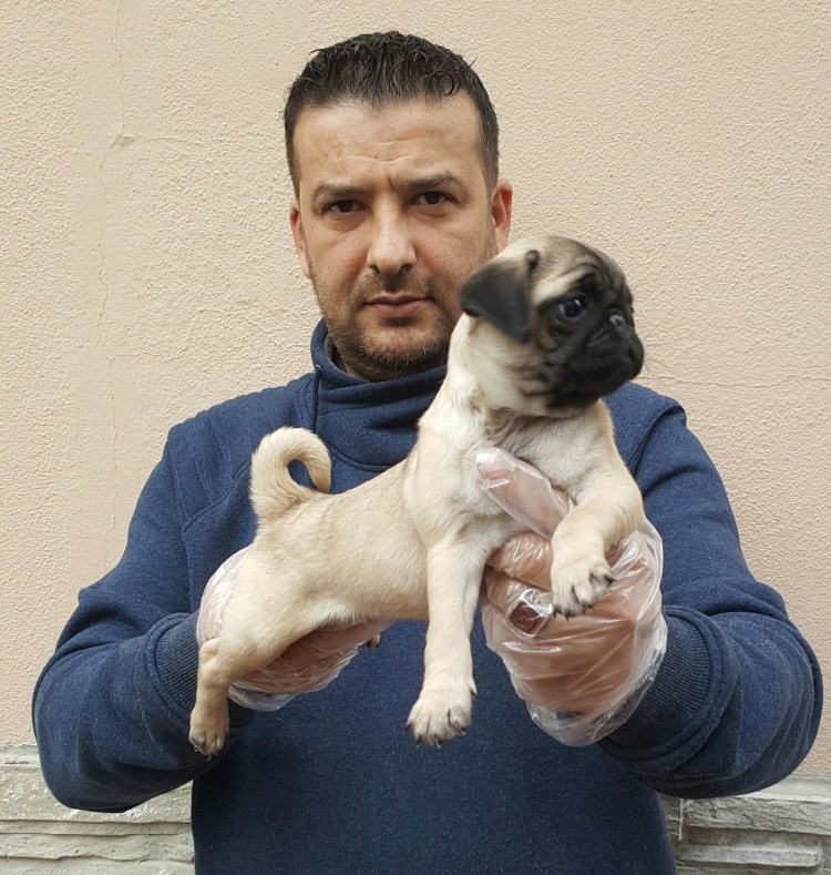 Мопс 7 месяцев не выпали яички