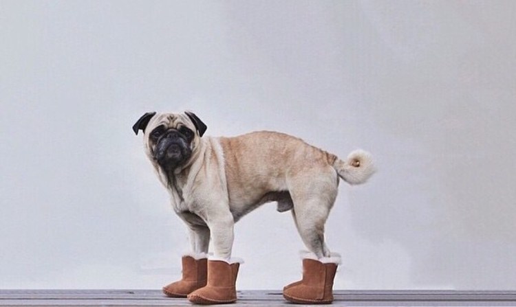 Стриженный Мопс