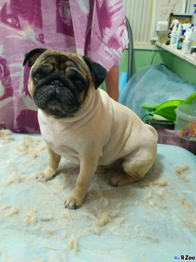 Лелий шмопс