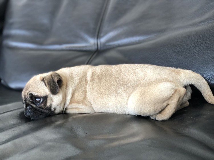 Груминг МОПСА