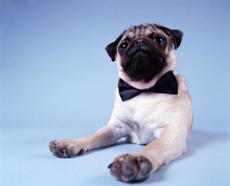 Маска с милым мопсом