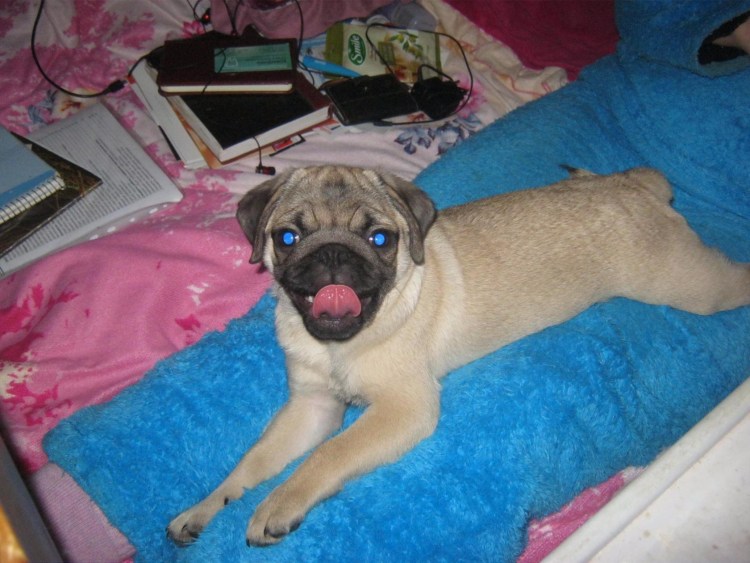 Мини Мопс Чунг