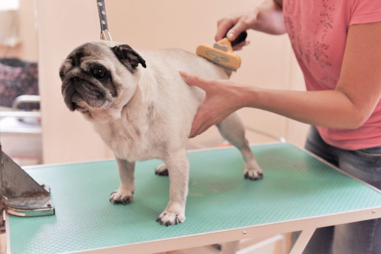 Бритые мопсы