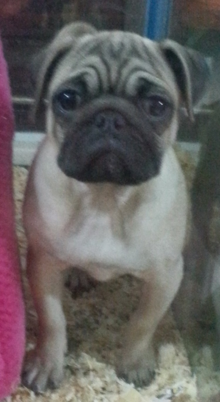 Мопс с купированными ушами