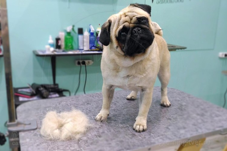 Королевский Мопс