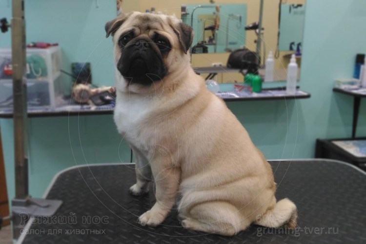 Собака которая хрюкает порода Мопс