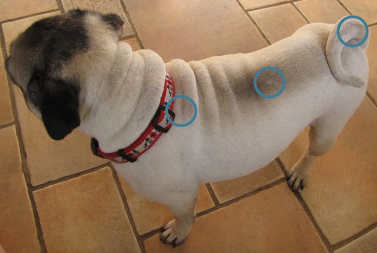 Мопс водитель