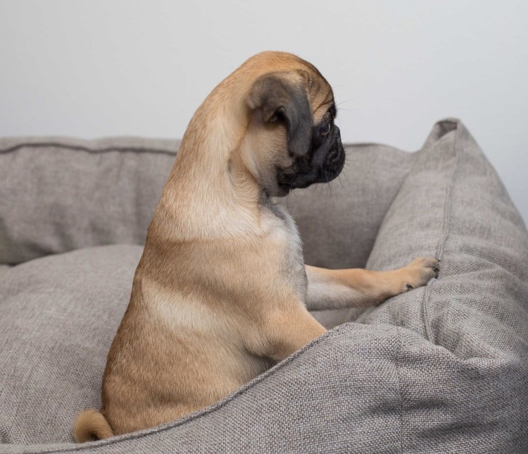 Мопс сколько они живут