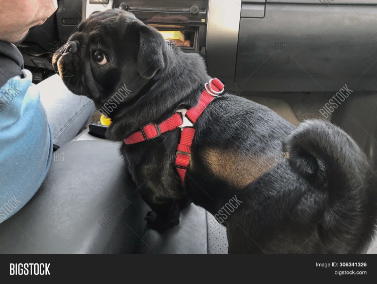 Мопсы раньше