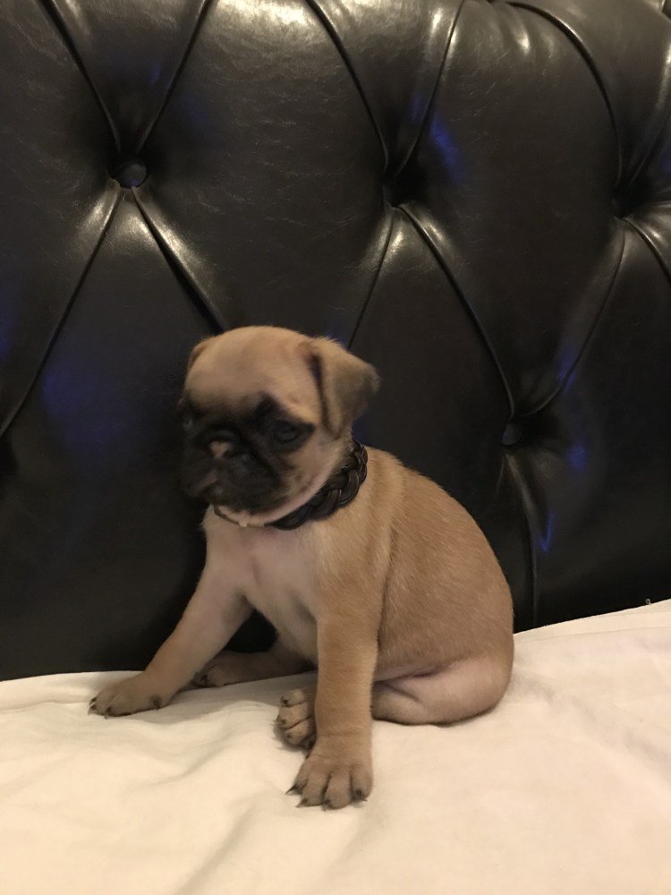 Лысый Мопс стрижка