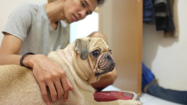 Мопс после стрижки