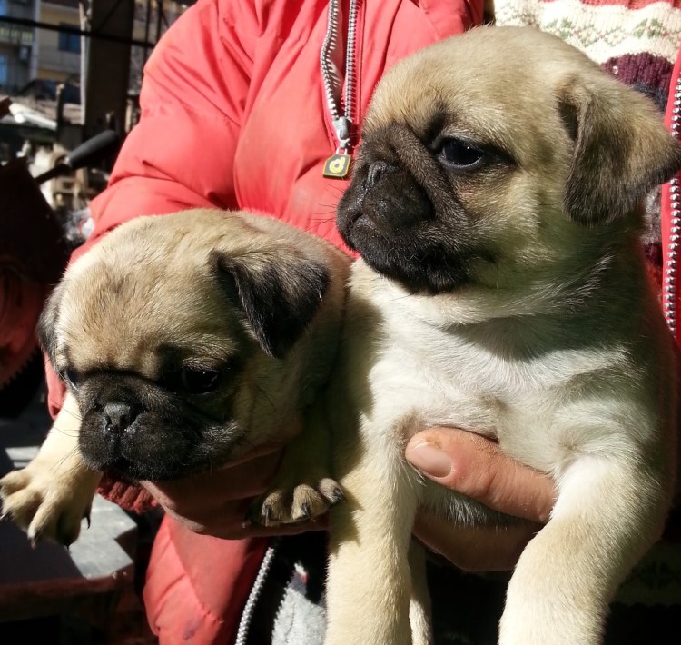 Фото немецкой овчарки и МОПСА