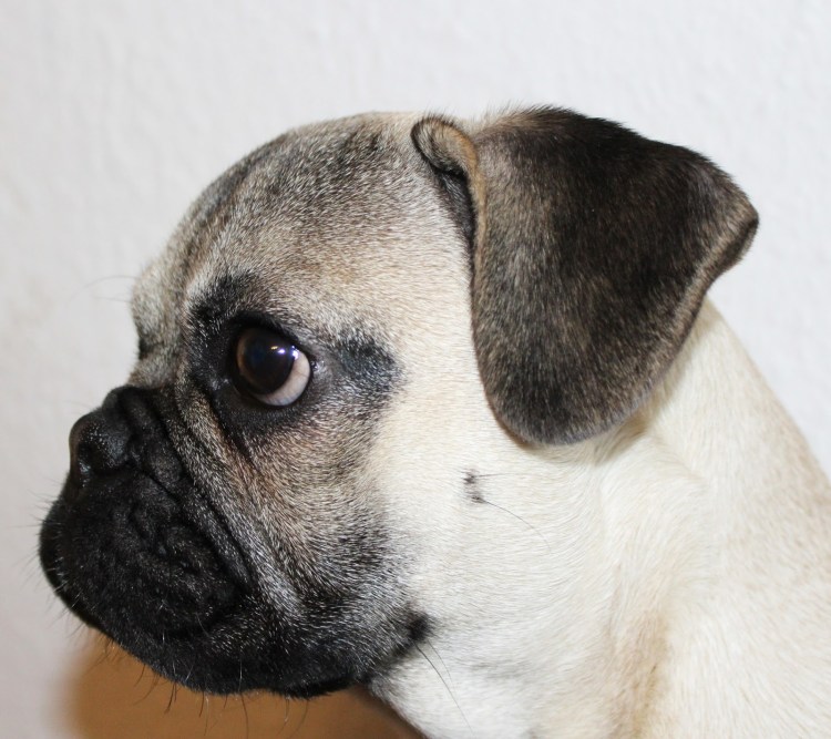 Когда начинают линять Мопс