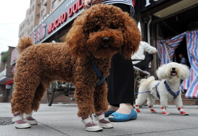 Королевский пудель черный нестриженный