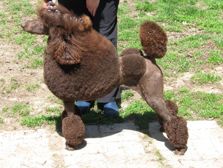 Нестриженый карликовый пудель