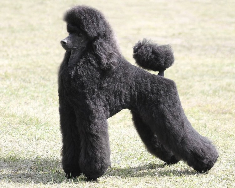 Королевский пудель черный