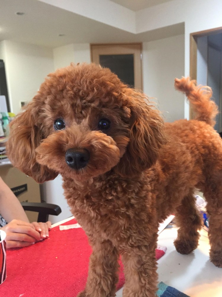 Белый Королевский пудель