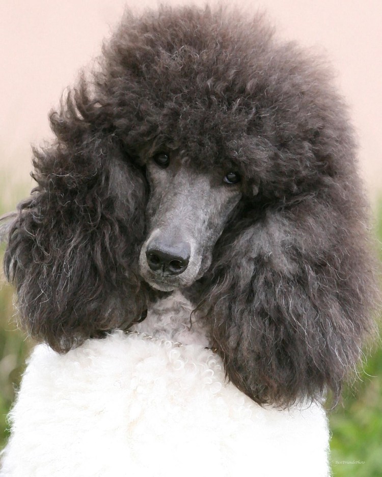 Королевский пудель не стиженный