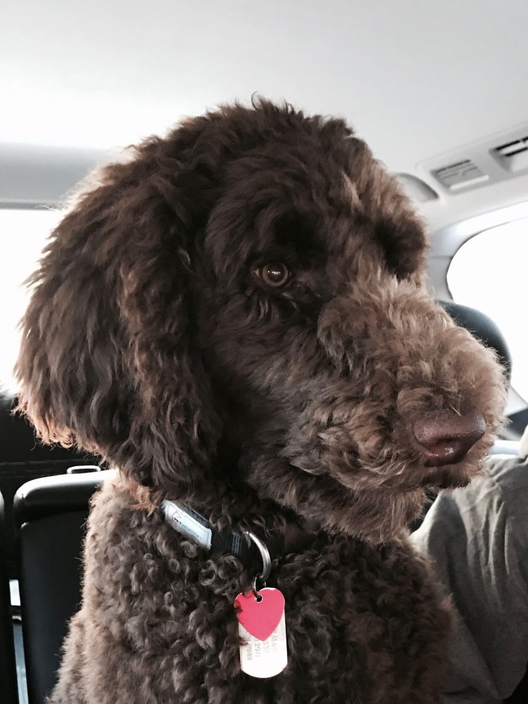 Мальтипу Brown