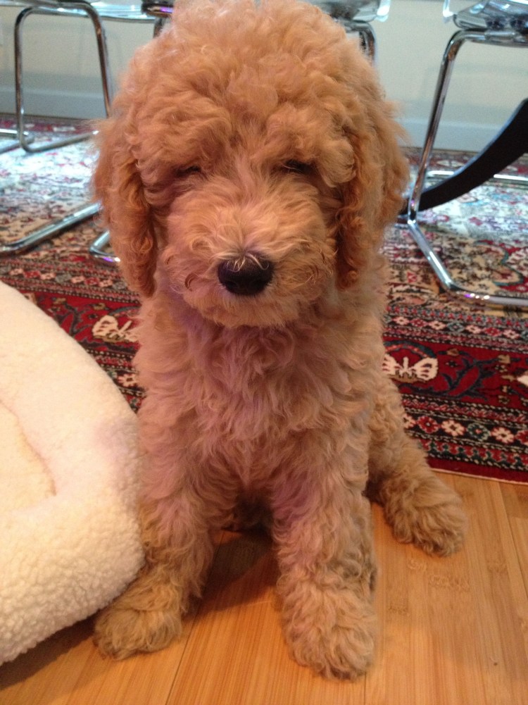 Карликовый пудель нестриженный