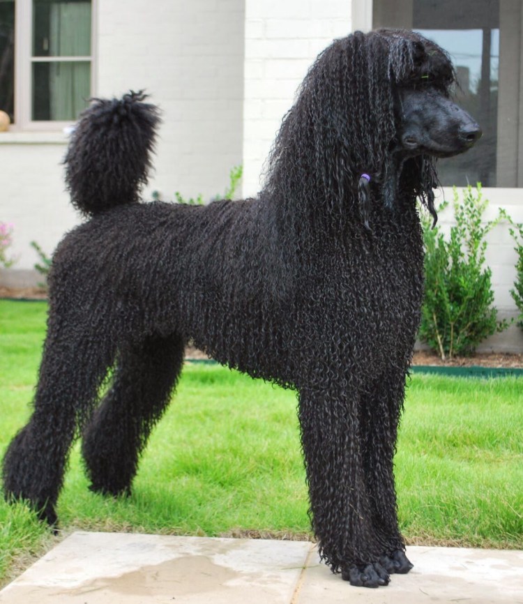 Королевский пудель лохматый