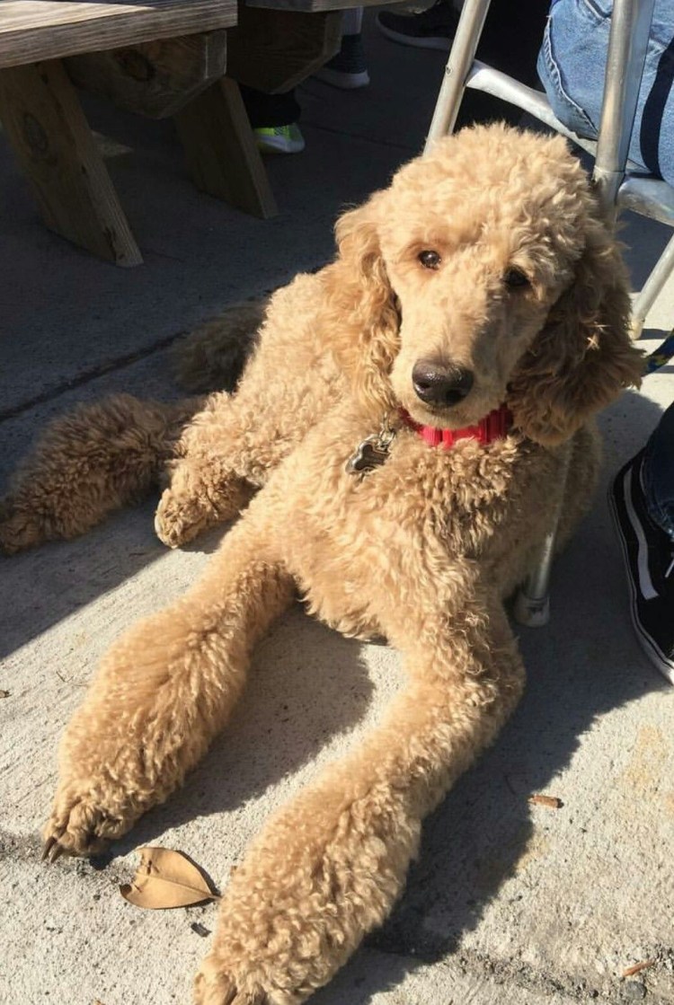 Той ПУДЕЛЬНЕ стриженый