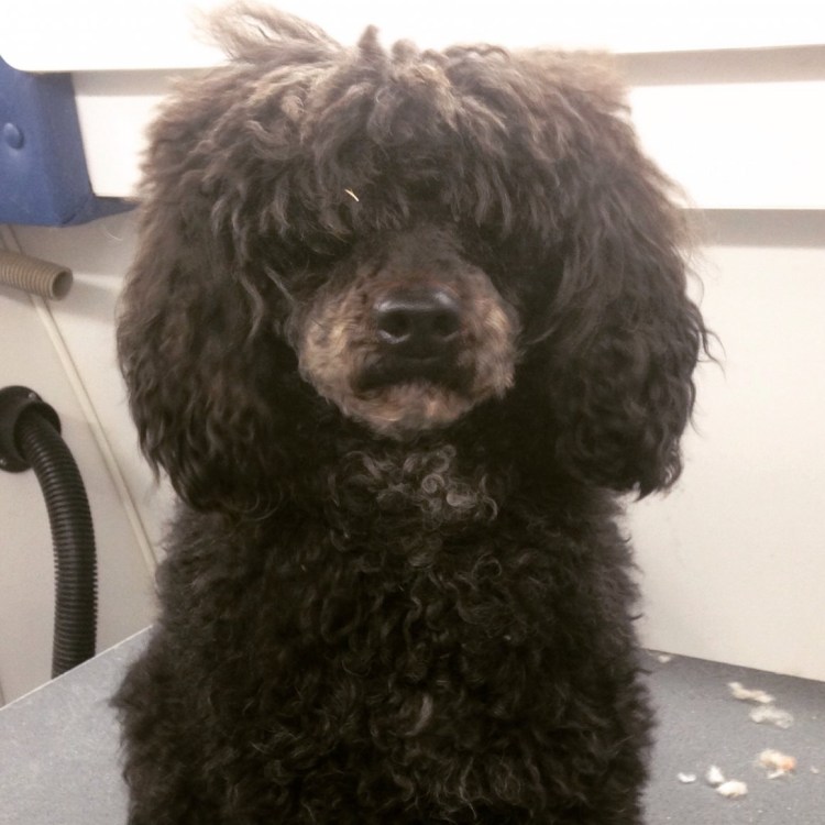 Той пудель нестриженный