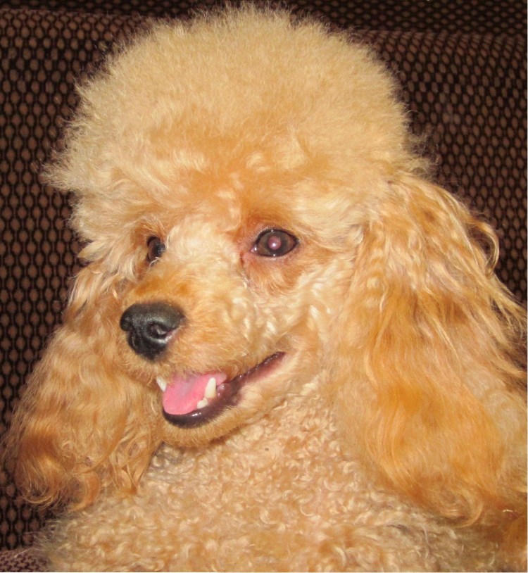 Королевский пудель нестриженный