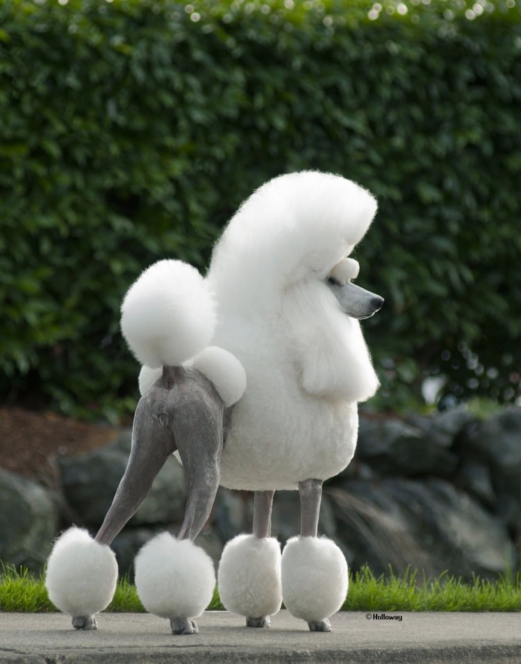 Карликовый пудель нестриженный