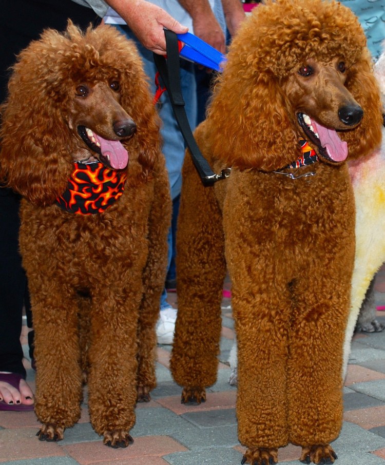 Королевский пудель черный