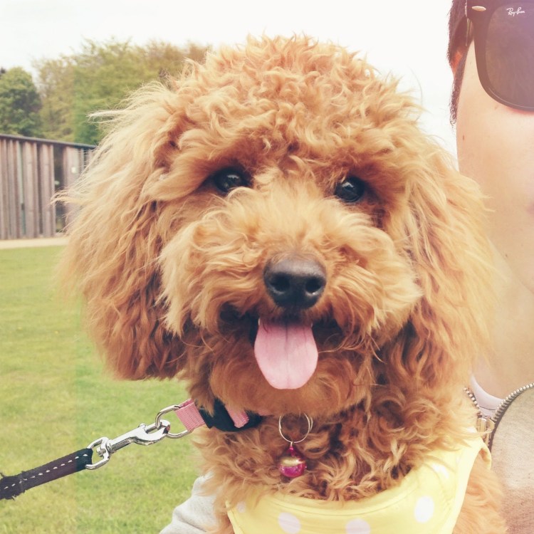 Королевский пудель