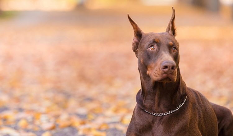 Злая собака