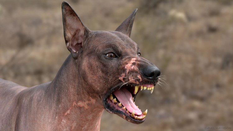 Пушистый Доберман