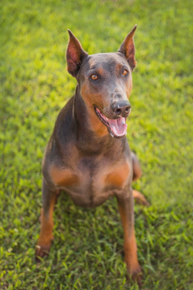 Американский Доберман пинчер