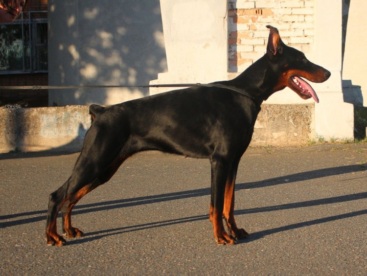 Голубой Доберман