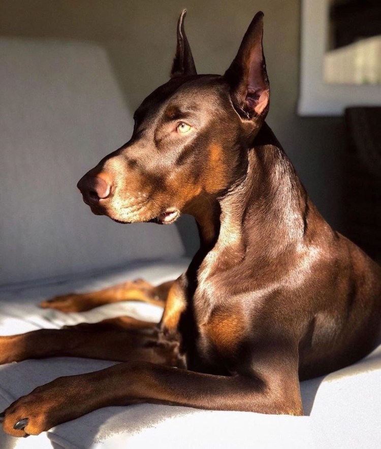 Порода собак ксолоитцкуинтли