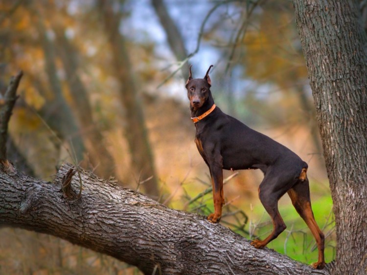 Собака Доберман-пинчер