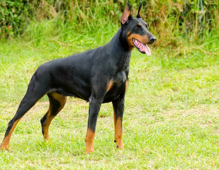 Дина и Доберман сериал 2022