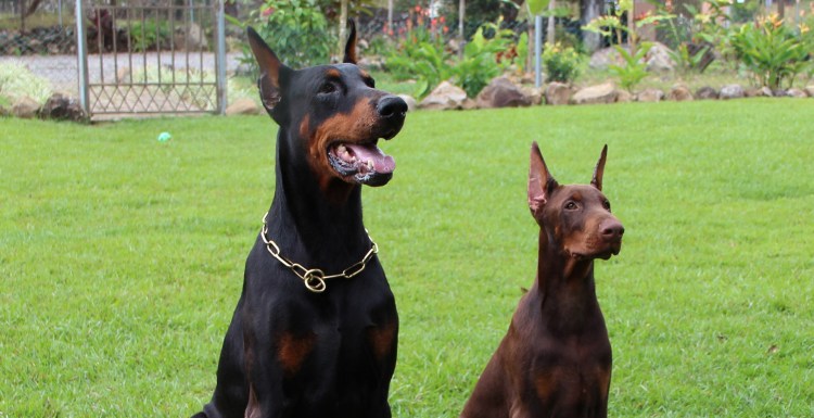 Никита Доберман